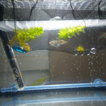 aquariophile aurelie18100