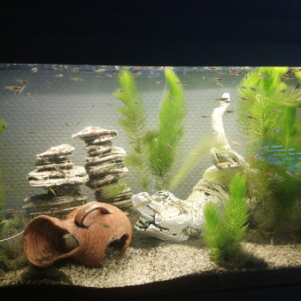 aquariophile chrystelle