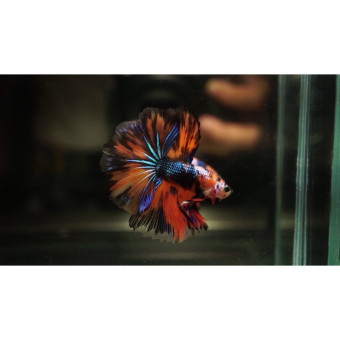 aquariophile Jackh56