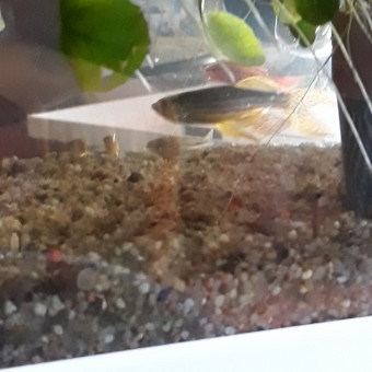 aquariophile Heli