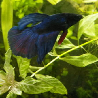 aquariophile Cicam83