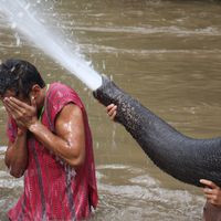 aquariophile houtafish