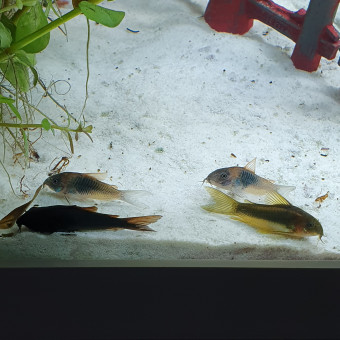 aquariophile grombbc