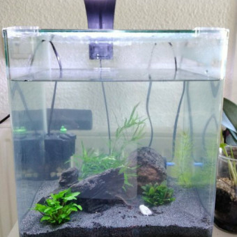 aquariophile Meylaurence