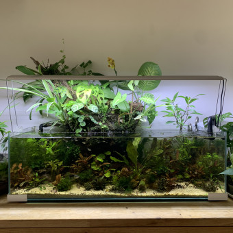 aquariophile Drimoner