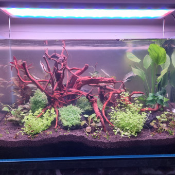 aquariophile Dolby60200