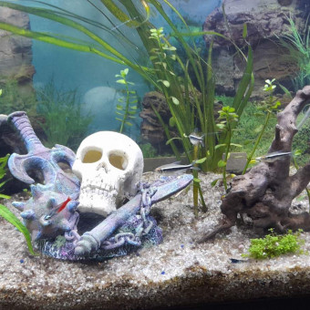 aquariophile harry-covert