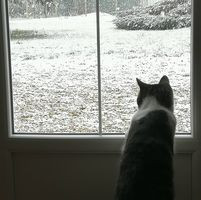 aquariophile Coussinette