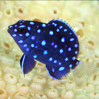 aquariophile Lataillat