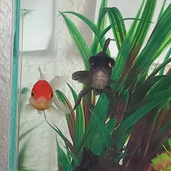 aquariophile Schono