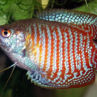 aquariophile Rage60