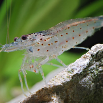 aquariophile Goblex