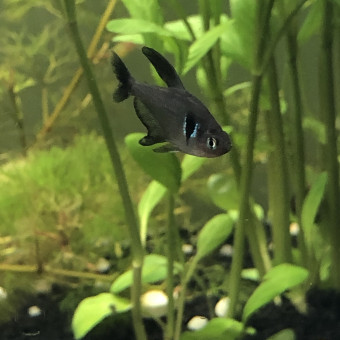 aquariophile CarlaD