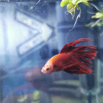 aquariophile Bastooos