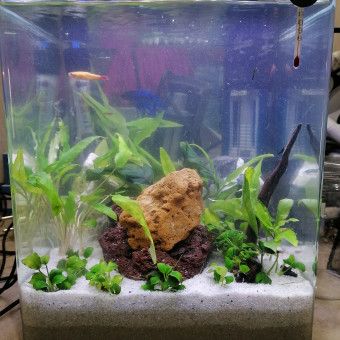 aquariophile John51
