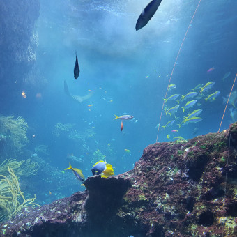 aquariophile cam.87