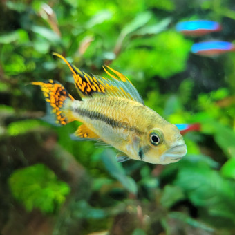 aquariophile collegram