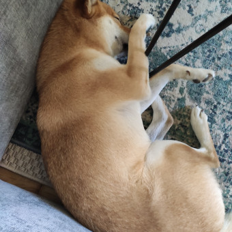 aquariophile SamSama