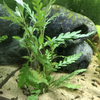 aquariophile Malaudine