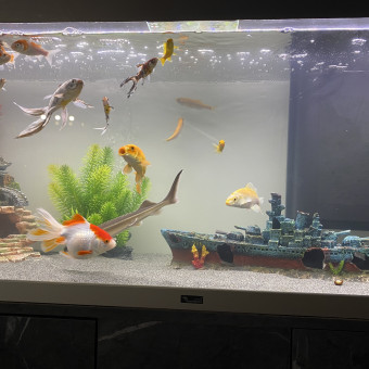 aquariophile mitch-brs