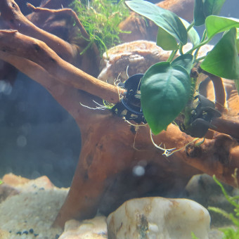 aquariophile ALIEN30000