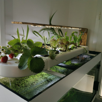 aquariophile Aymericj