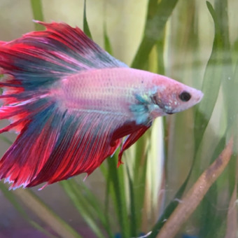 aquariophile aurelien-08