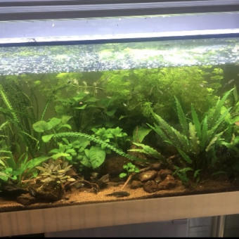 aquariophile Snoopy25