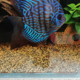 aquariophile Sebastien63