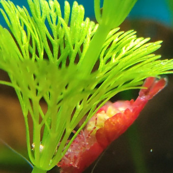 aquariophile Dondieg