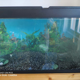 aquariophile Atahualpa69470