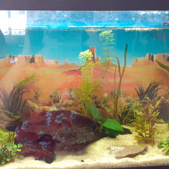 aquariophile melanie-de-azevedo