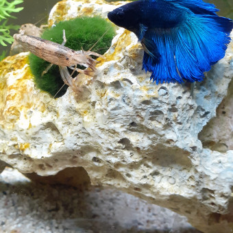aquariophile Ronald
