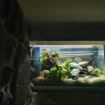 aquariophile Manlawi42