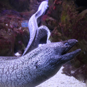 aquariophile Scubafish