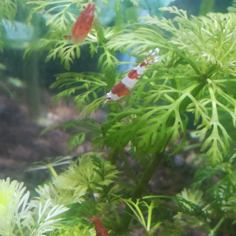 aquariophile Tistou94