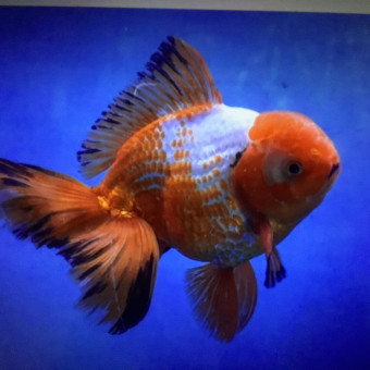 aquariophile Lamidor