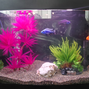 aquariophile Genou42