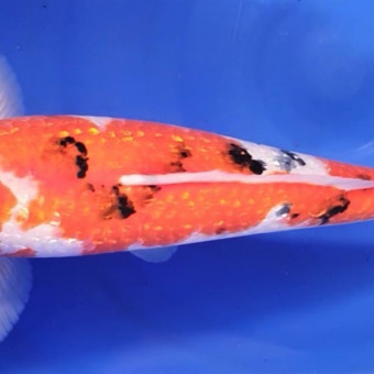 aquariophile Koifranchecomte