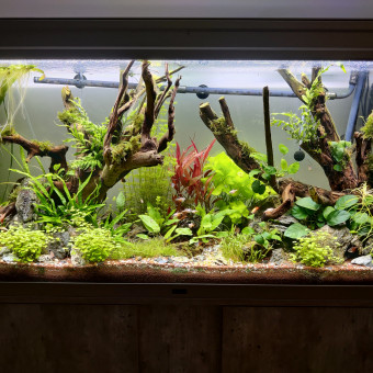 aquariophile stephanie-fuster