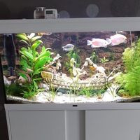 aquariophile olivier-olivier