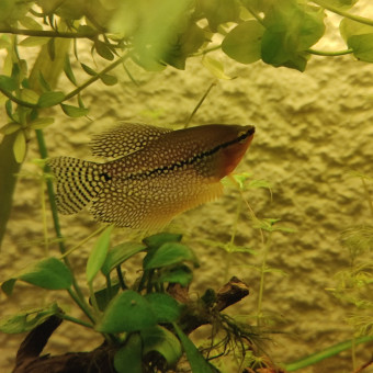 aquariophile LaTanche