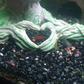 aquariophile Mikyvab67