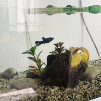 aquariophile NoissetyMuslima