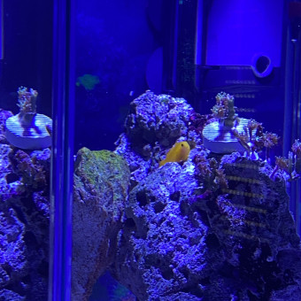 aquariophile Lecorailleur
