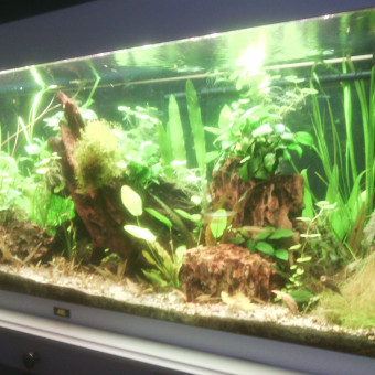 aquariophile david-vitrier