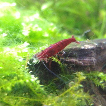 aquariophile Diogene