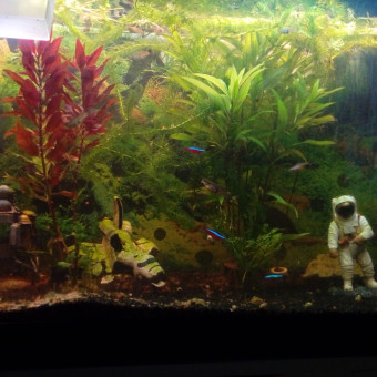 aquariophile steven55600