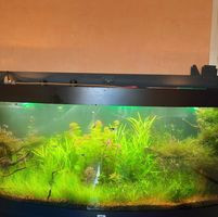 aquariophile guillaume76