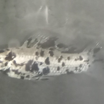 aquariophile Mollynb